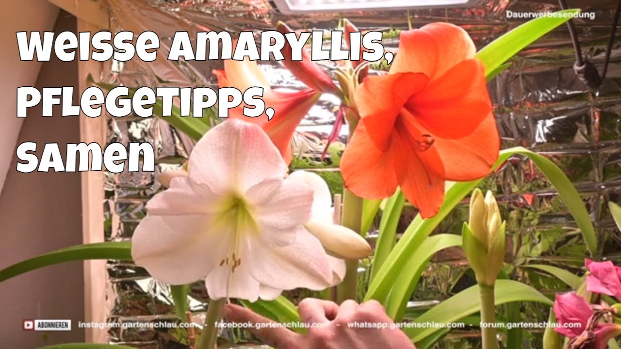 Die Faszinierende Welt Der Weiß Blühenden Amaryllis | Gartenschlau.com 🌷