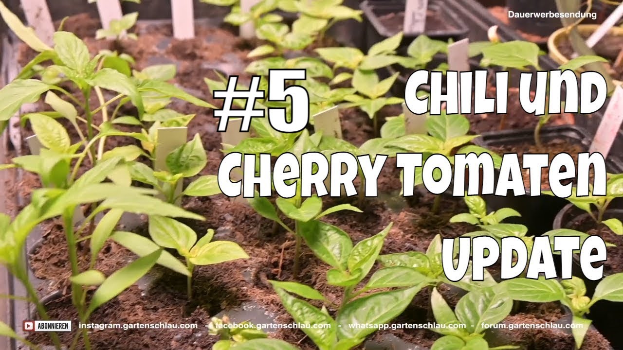 Chili und Cherry Tomaten – Chilis 2021 #5 // Gartenschlau.com