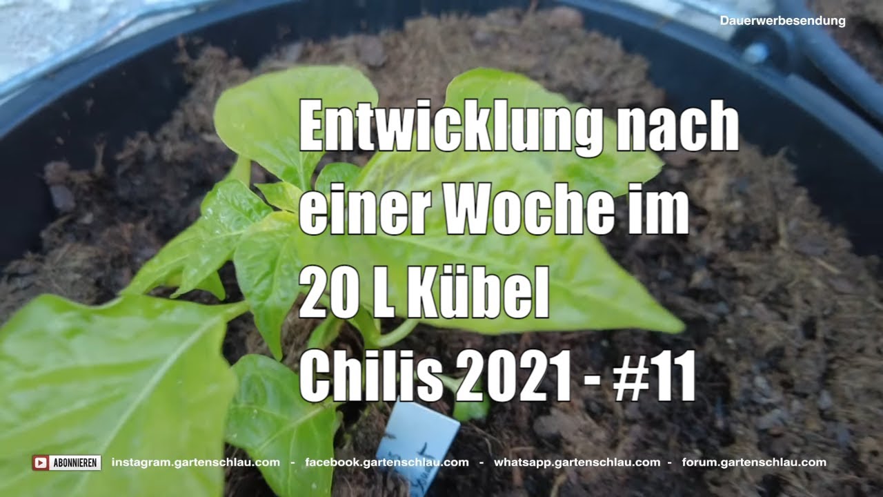 Entwicklung nach einer Woche im 20 L Kübel – Chilis 2021 #11 // Gartenschlau.com