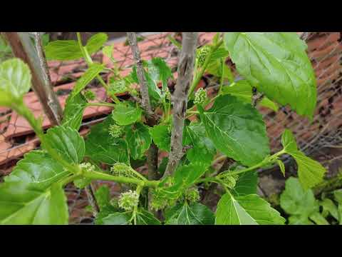 Meine Ausgepflanzten Maulbeeren (morus Alba) – Update // Gartenschlau.com