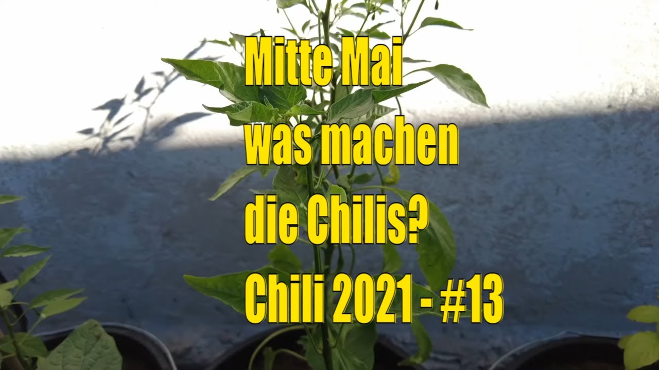 Mitte Mai – Chilis 2021 #13 // Gartenschlau.com