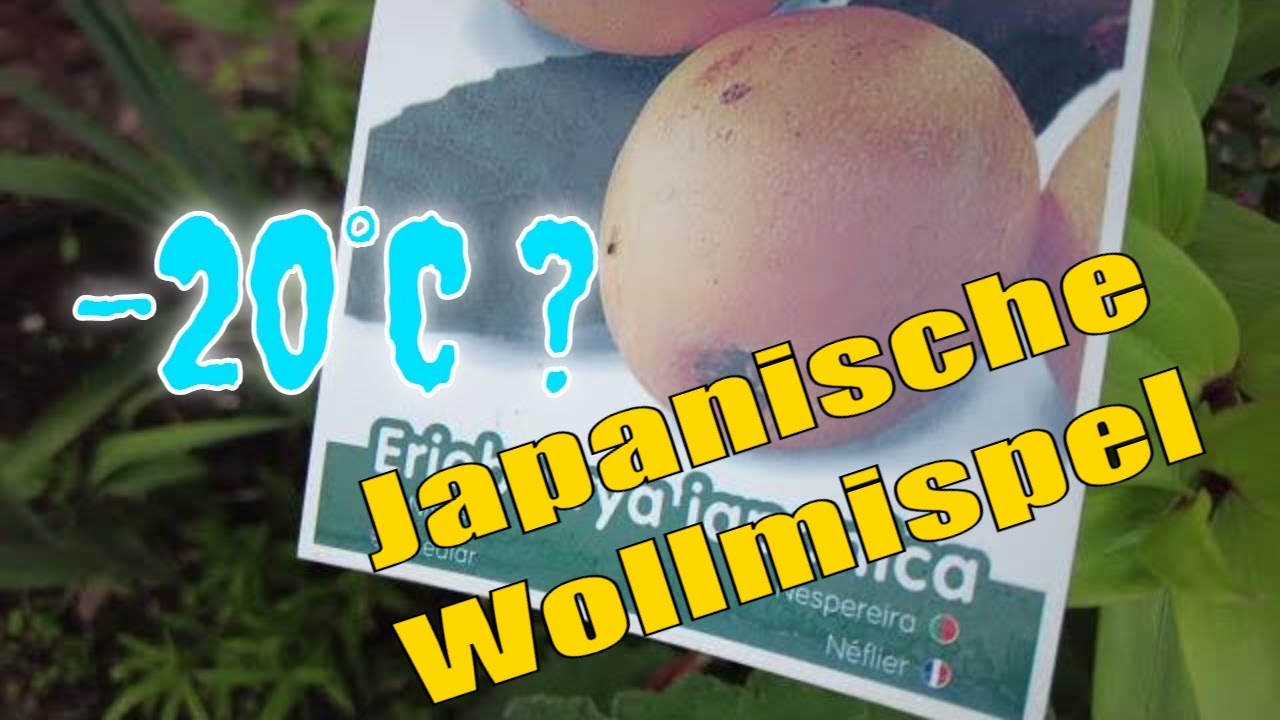 So Winterhart Ist Die Japanische Wollmispel – Eriobotrya Japonica – Update 01.2021
