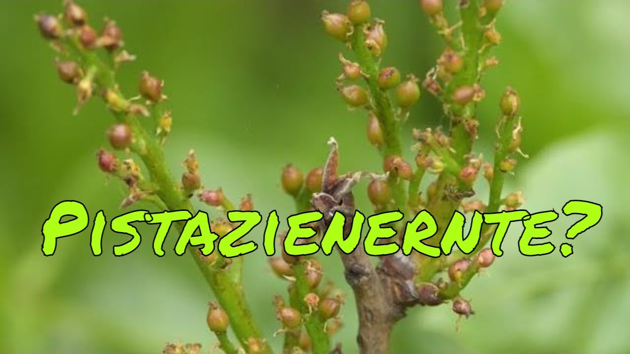 Pistazien Ernte noch dieses Jahr? Pistazienanbau in Deutschland #Update-01 2021 // Gartenschlau.com