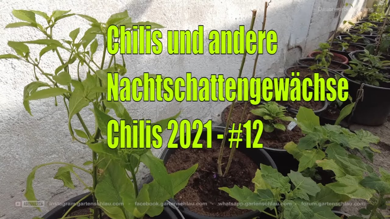 Update Zu Den Chilis, Melonenbirnen Und Tomaten + Aji Charapita Pikieren – Chili Saison 2021