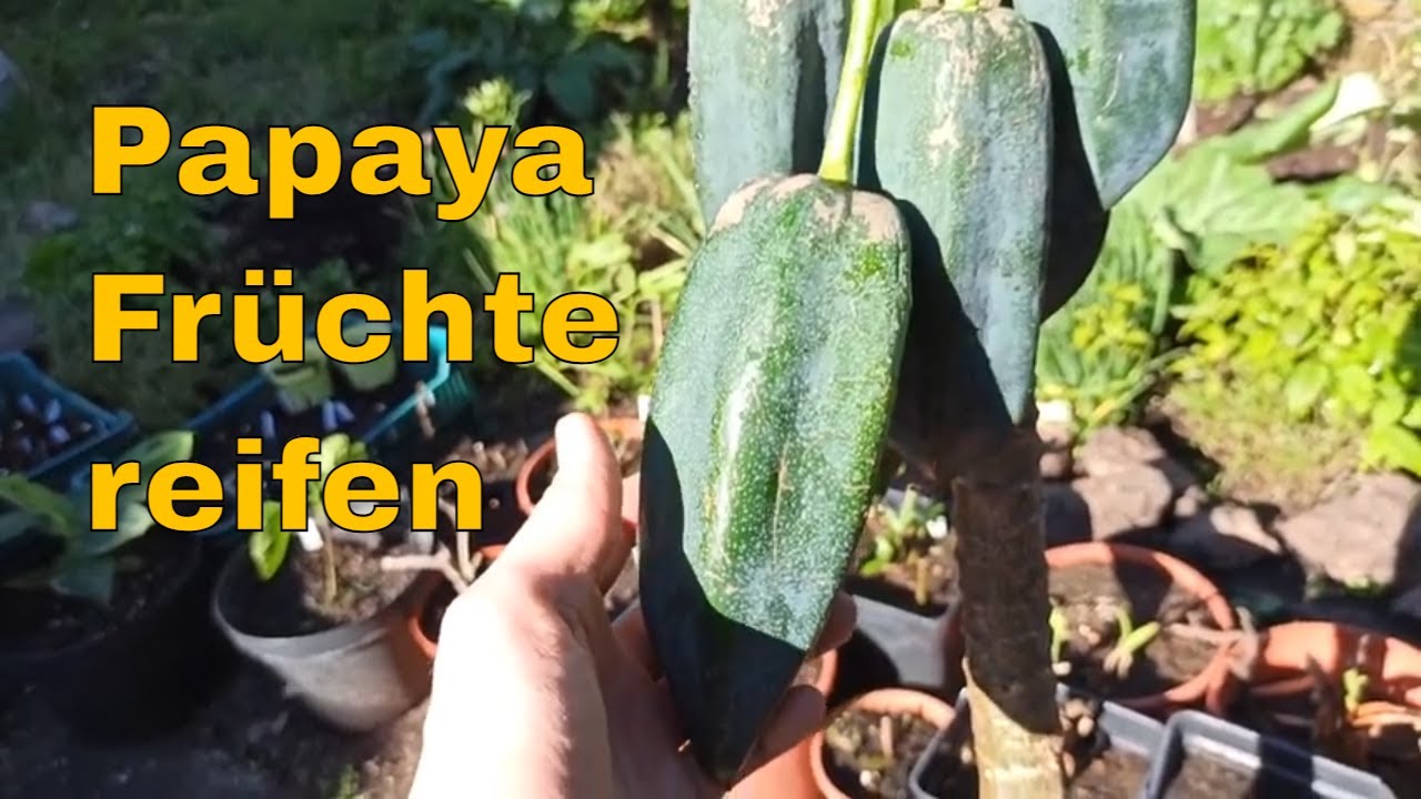 Berg-Papaya (Carica x pentagona) Ernte steht kurz bevor – Papaya-Anbau in Deutschland