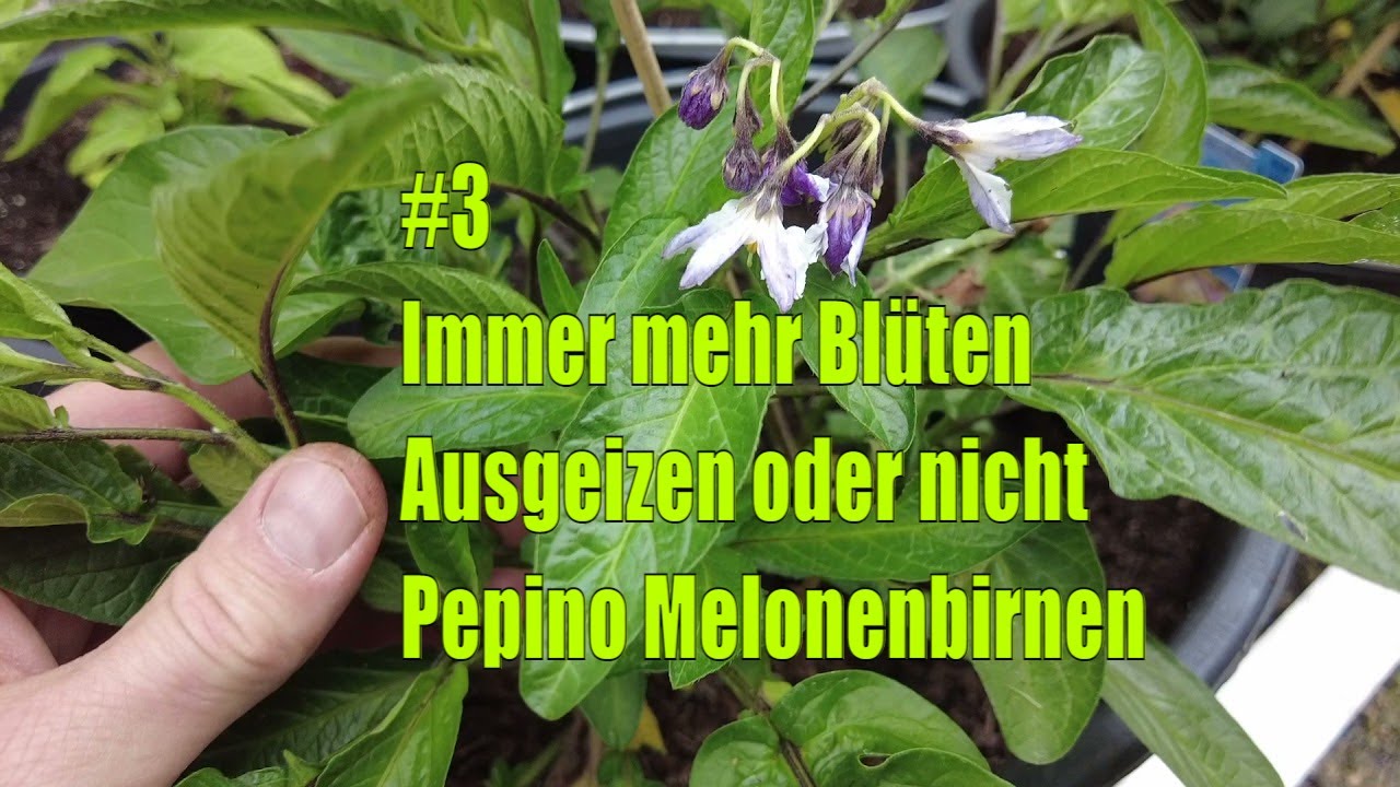Immer mehr Blüten – Ausgeizen oder nicht – Pepino Melonenbirnen #3 // Gartenschlau.com