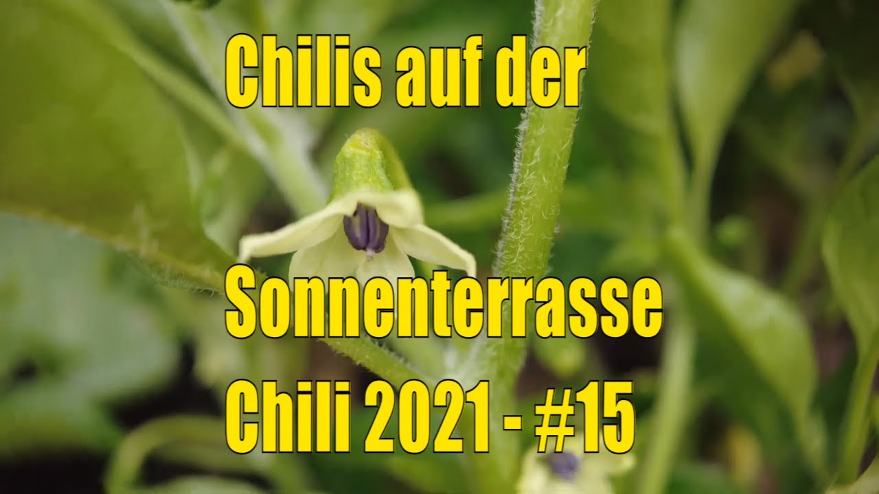 Auf der Sonnenterrasse – Chilis 2021 #15 // Gartenschlau.com