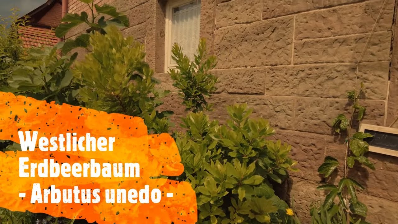 Exoten im Garten 🍍🌴 | Erdbeerbaum – Die erste Blüte + Stecklingsvermehrung | Gartenschlau.com 🌻