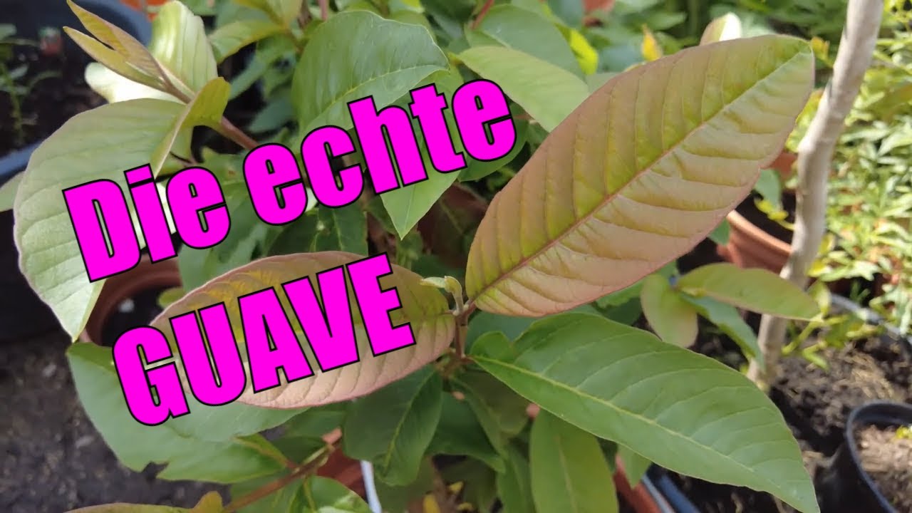 Exoten im Garten 🍍🌴 | Echte Guave, Erdbeer-Guave, Ananas-Guave | Gartenschlau.com 🌻