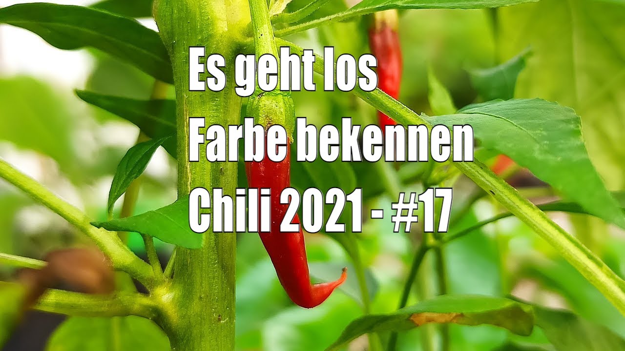 Farbe bekennen – Chilis 2021 #17 // Gartenschlau.com