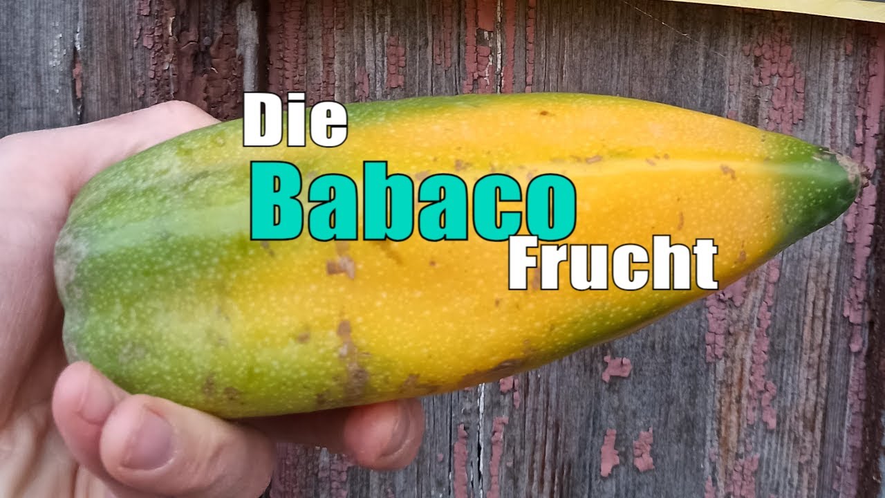 Exoten Im Garten 🍍🌴 | Babaco Frucht – Erste Frucht Abgefallen | Gartenschlau.com 🌻