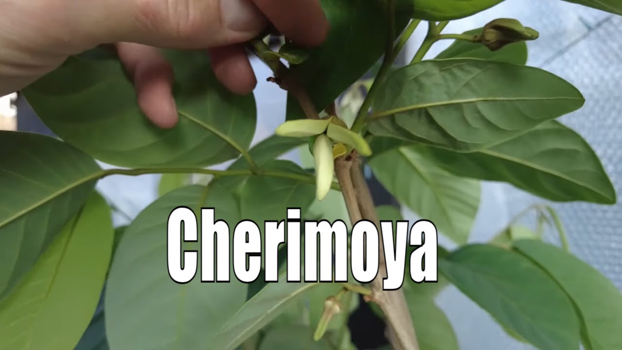 Exoten Im Garten 🍍🌴 | Cherimoya, Diese Exotische Frucht Wächst Auch Bei Dir! | Gartenschlau.com 🌻