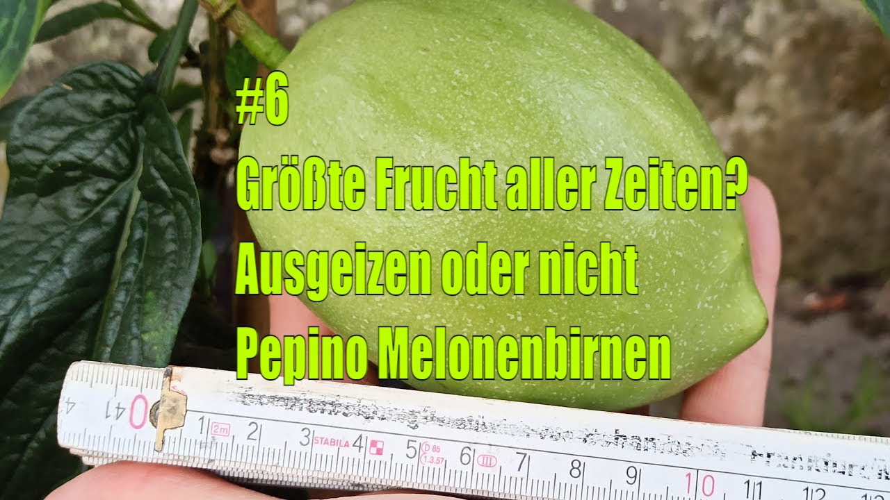 Die größte Frucht aller Zeiten? – Ausgeizen oder nicht – Pepino Melonenbirnen #6 // Gartenschlau.com