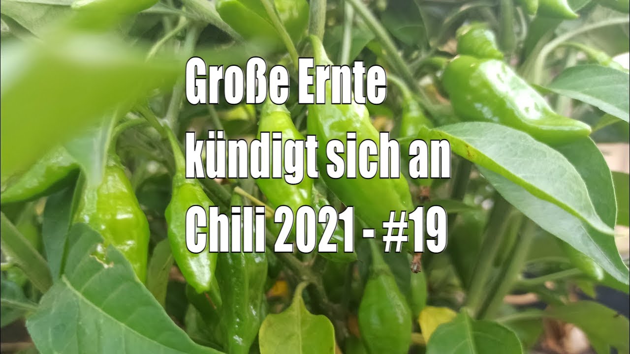 Große Ernte kündigt sich an – Chilis 2021 #19 // Gartenschlau.com