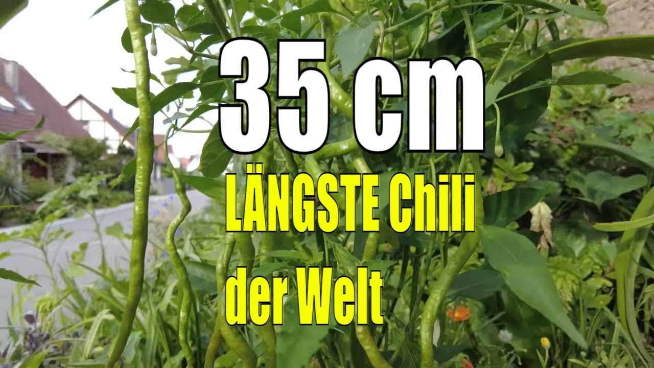 35 ZENTIMETER die LÄNGSTE Chili der Welt – Chilis 2021 #18 // Gartenschlau.com
