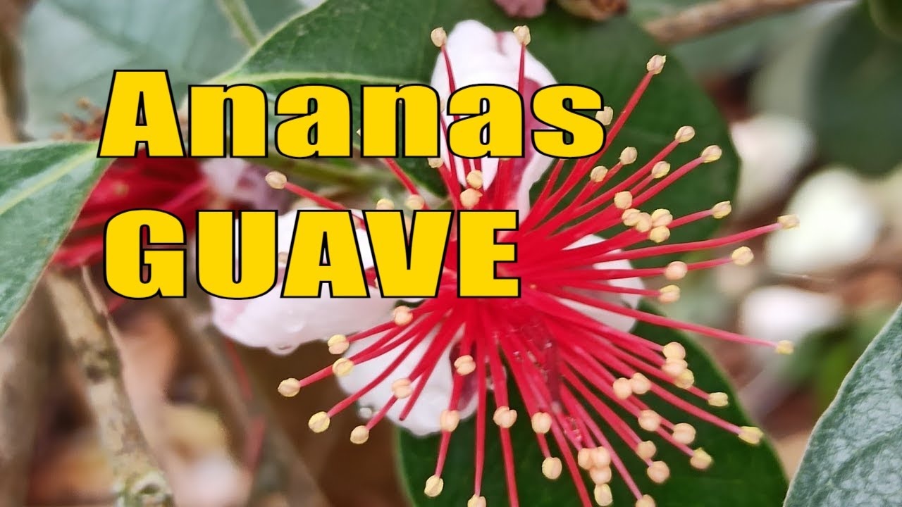 Exoten im Garten 🍍🌴 | Guaven Rundgang | Gartenschlau.com 🌻 // Gartenschlau.com