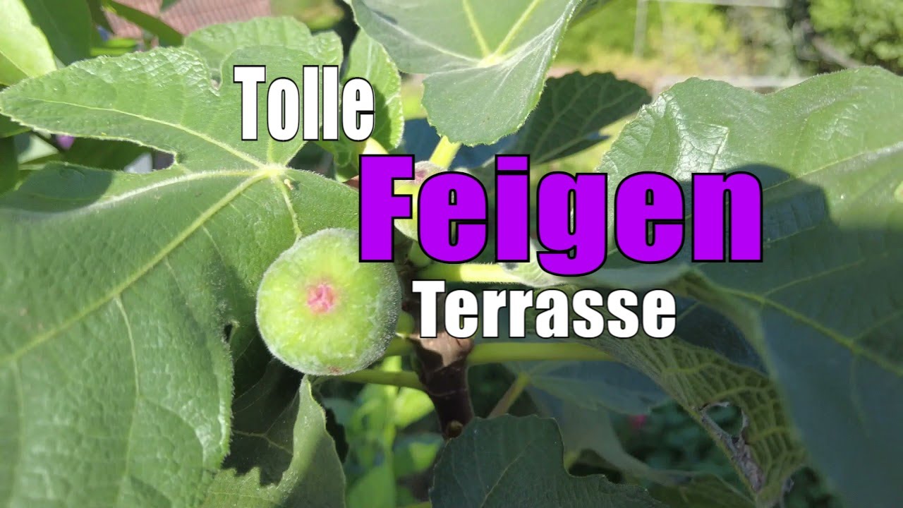 Feigen 🌳 | Feigensorten Für Die Terrasse | Www.feigenhof Berglen.de 🌻 // Gartenschlau.com
