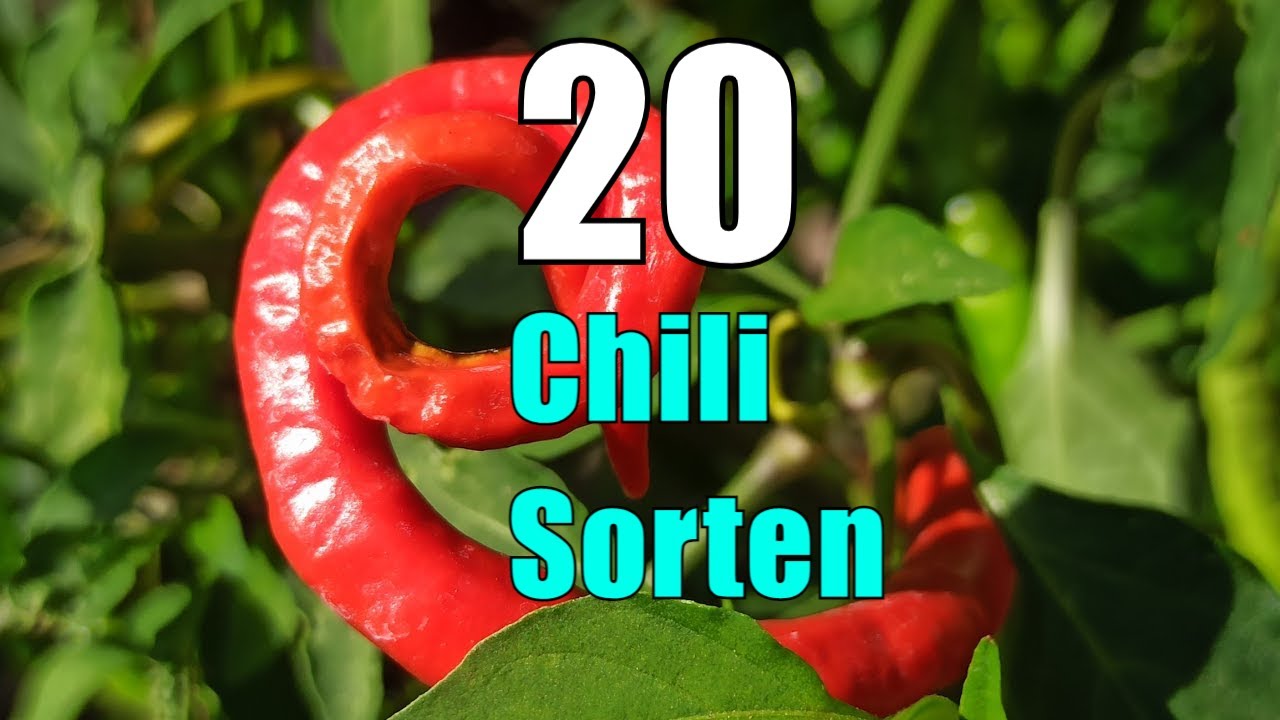 20 Chili Sorten + Aji Charapita, Die Teuerste Chili Der Welt – Chilis 2021 #23 // Gartenschlau.com