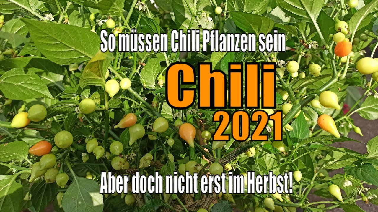 So müssen CHILI Pflanzen sein ABER nicht erst jetzt im HERBST – Chilis 2021 #25 // Gartenschlau.com