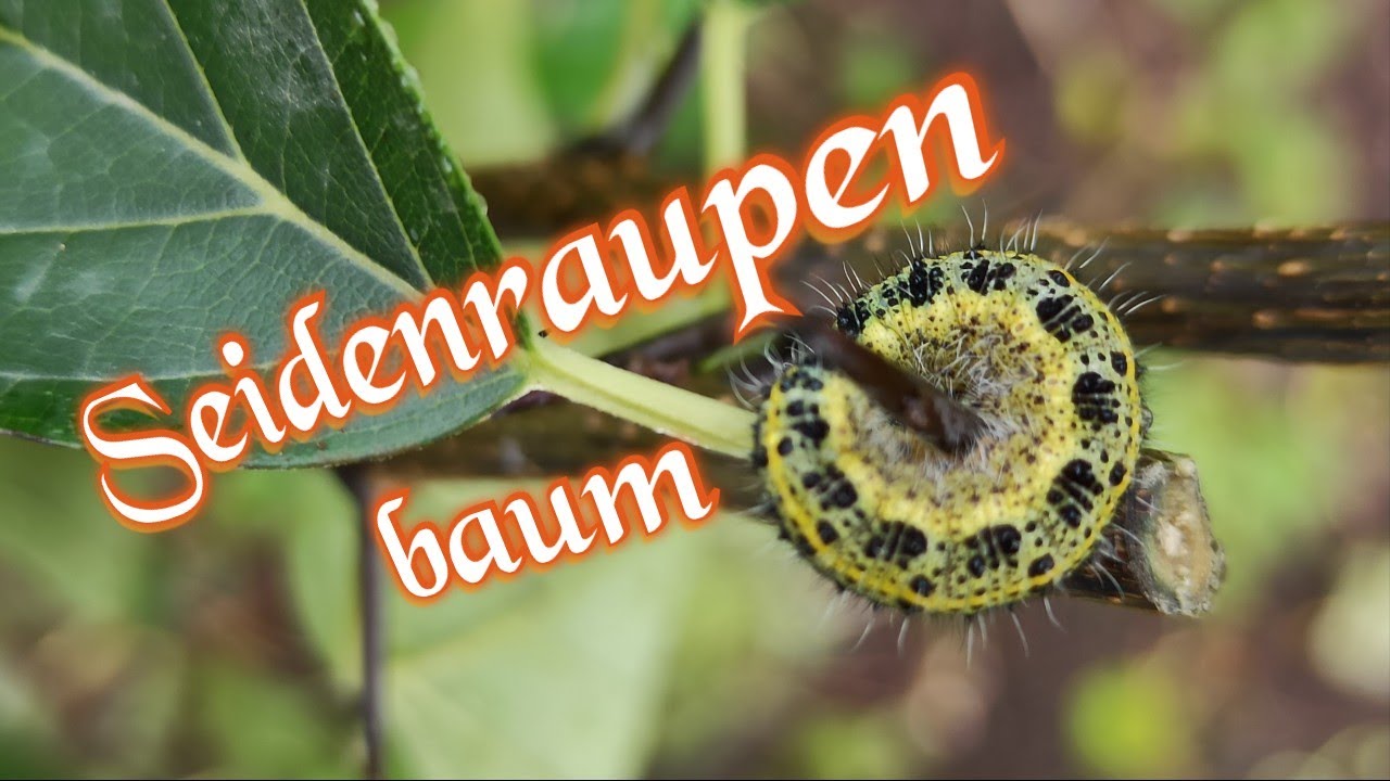 Exoten im Garten 🍍🌴 | SEIDENRAUPENBAUM die NEUHEIT – (Maclura tricuspidata) | Gartenschlau.com 🌻