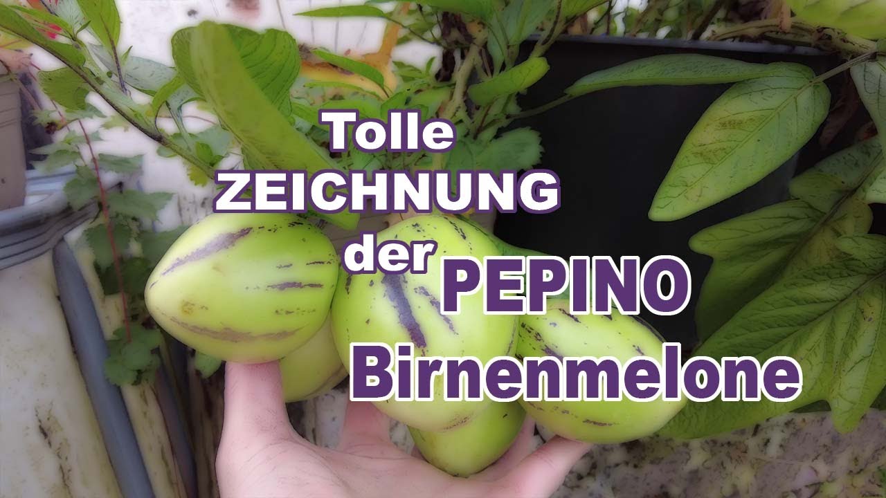 Tolle Zeichnung der PEPINO Birnenmelone #9 // Gartenschlau.com