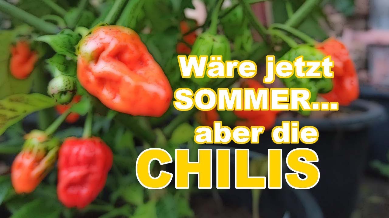Wäre jetzt Sommer, dann würde es passen, ABER die CHILIS… – Chilis 2021 #26 // Gartenschlau.com