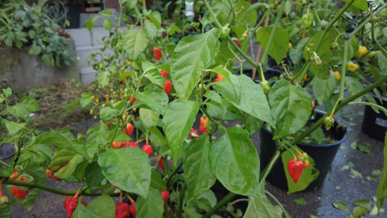 Wie geht es den Chilis? – Blattläuse abspülen // Gartenschlau.com