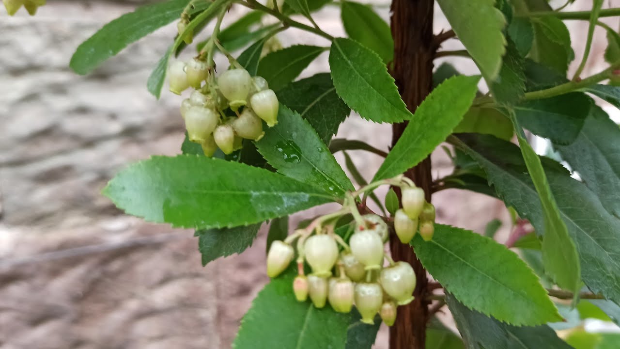 Exoten im Garten 🍍🌴 | Erdbeerbaum – Arbutus unedo – Die erste Blüte | Gartenschlau.com 🌻