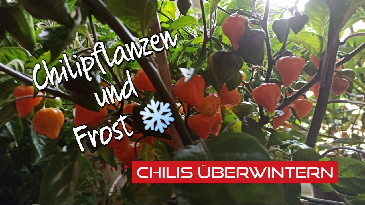 Chilis überwintern – Chilipflanzen und Frost – Wie frosthart sind Chilis? // Gartenschlau.com