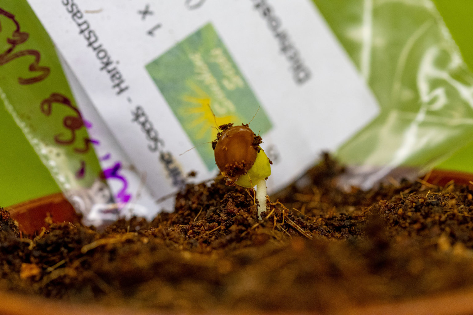 Farbkätzchenstrauch pflegen - Dichrostachys cinerea Tipps