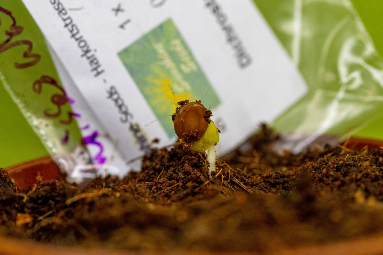 Farbkätzchenstrauch (Dichrostachys cinerea)