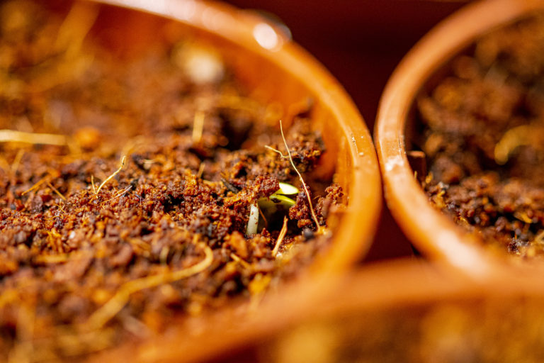 Tecoma fulva subsp. guarume