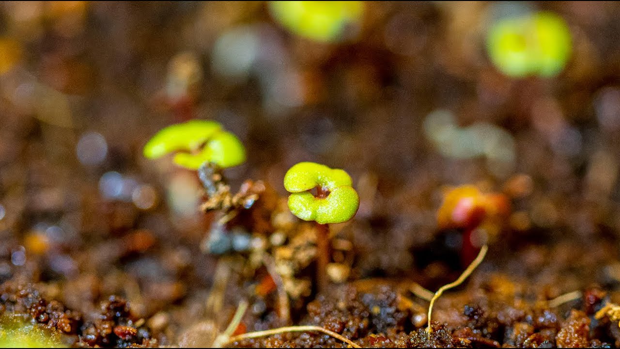 Exoten Im Garten 🍍🌴 | 15 Eukalyptus Arten | Gartenschlau.com 🌻 // Gartenschlau.com