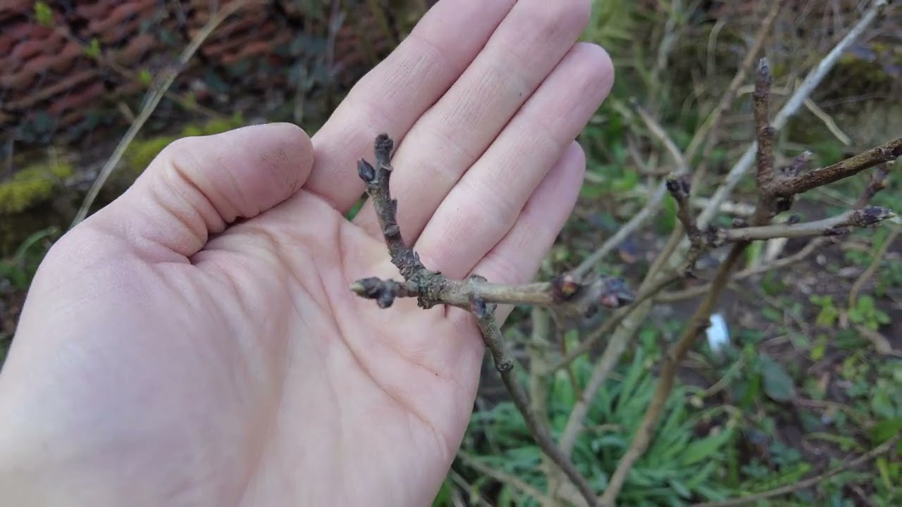 Blüten-Knospen treiben aus – Zweiter Winter überstanden – Pistazienanbau in Deutschland