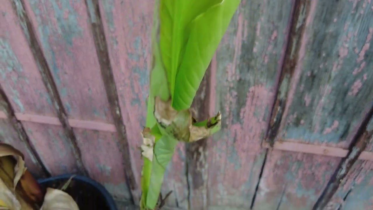Japanischen Faser-Banane im Garten: Was du unbedingt wissen musst