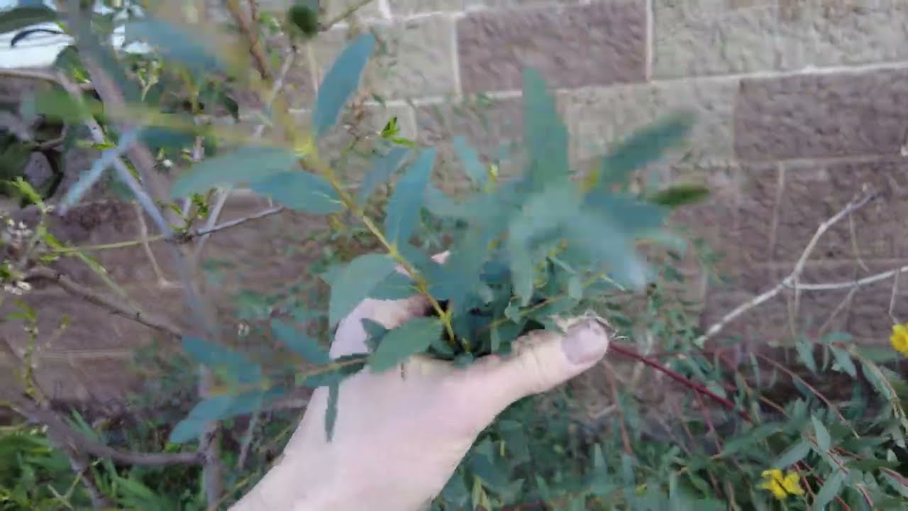 Exoten im Garten 🍍🌴 | Winterharter Eukalyptus über 2 Jahren ausgepflanzt | Gartenschlau.com 🌻