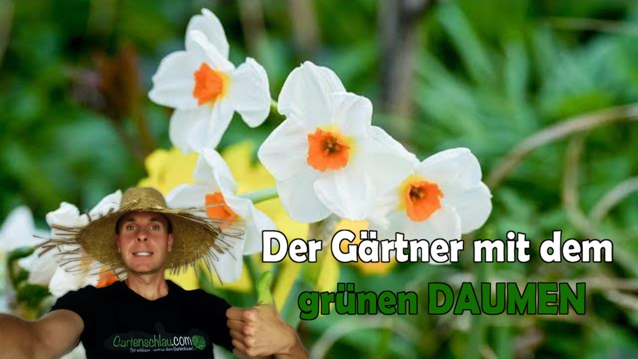 🌻🌹🌼🌸 Tulpen und Narzissen Rundgang, inklusive Unkraut 🌻🌹🌼🌸 // Gartenschlau.com