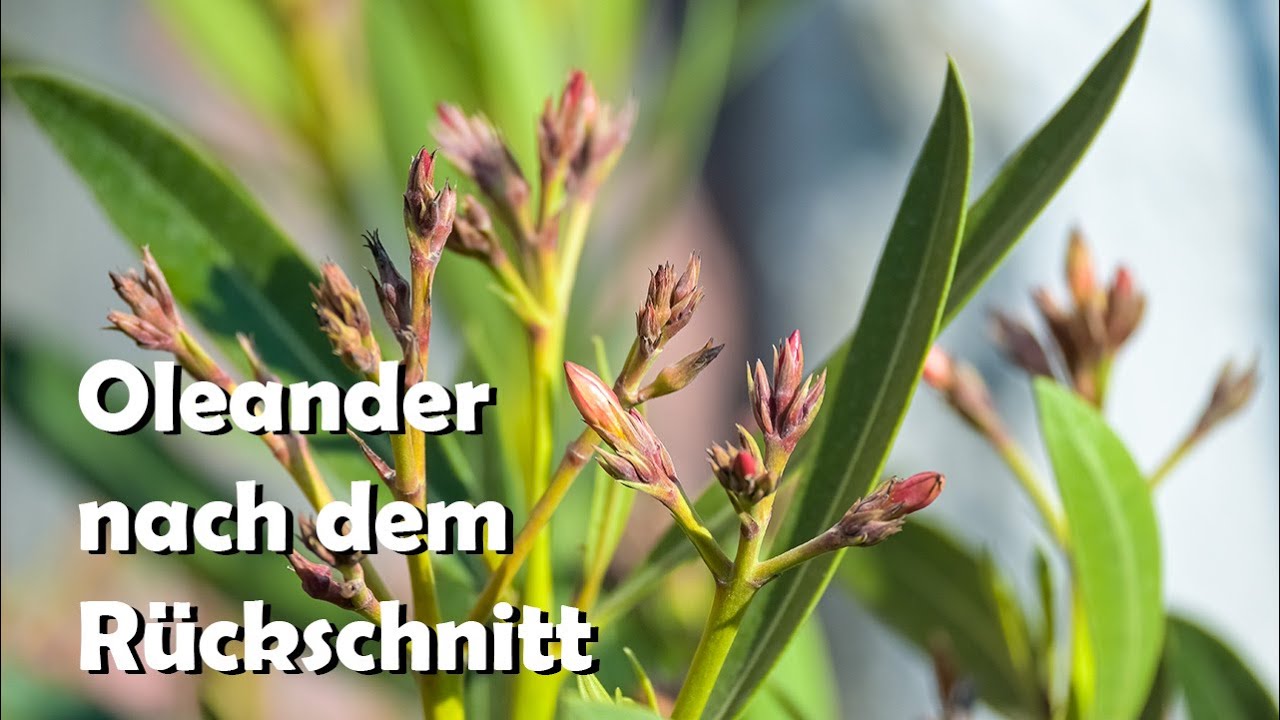 Oleander Nach Dem Radikalen Rückschnitt Buschig Und Voller Blütenknospen // Gartenschlau.com