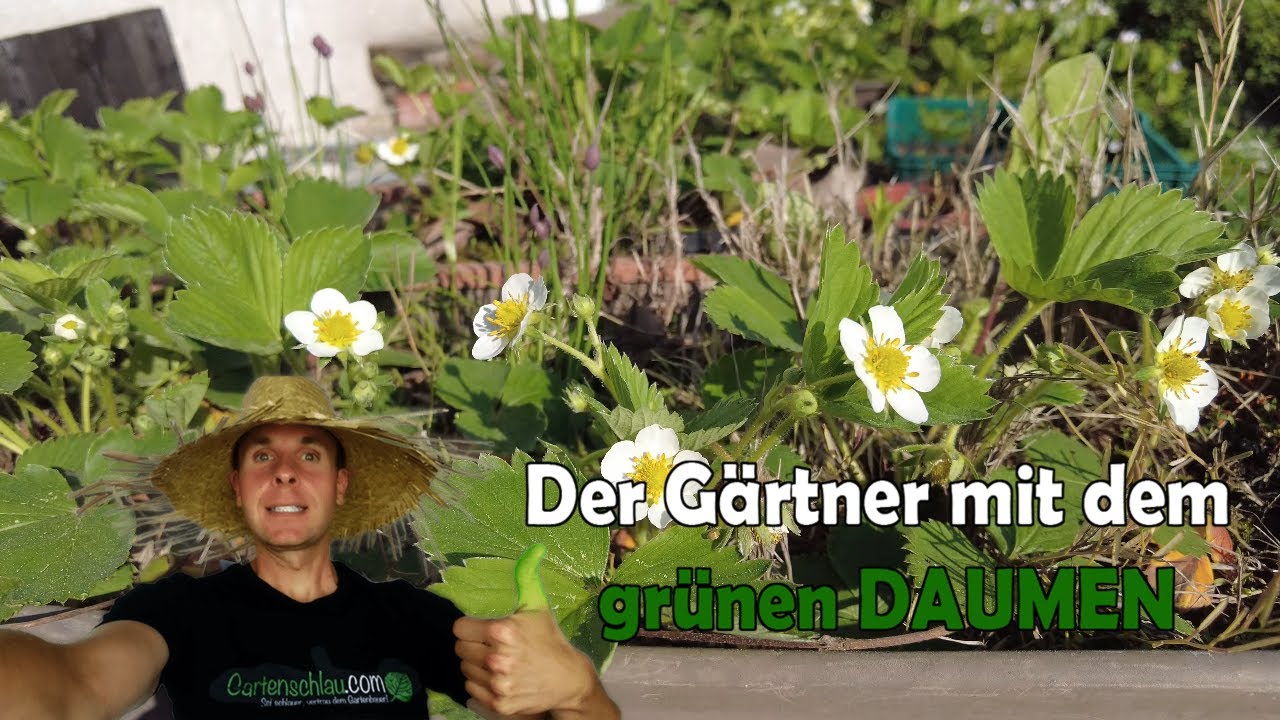 Erdbeeren im Balkonkasten: Unbedingt ausputzen!