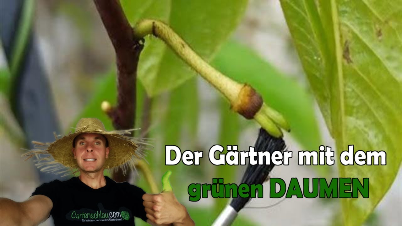 Indianerbanane – War die Handbestäubung erfolgreich? PawPaw PauPau // Gartenschlau.com