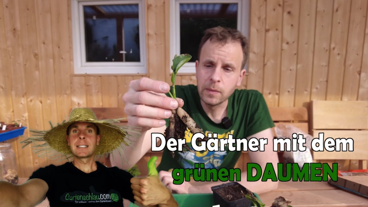Paradiesvogelblume aus Samen – Update zur Strelitzia reginae Jungpflanzen // Gartenschlau.com