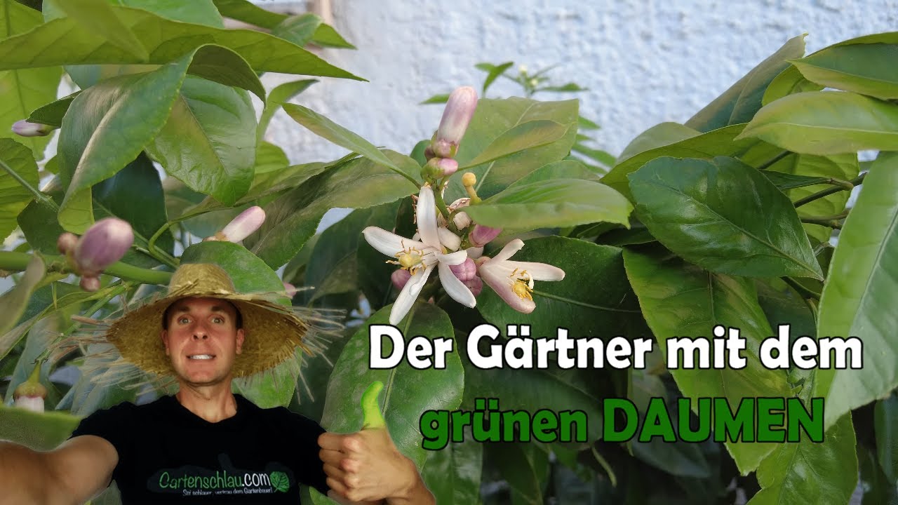 Gartenschlau.com: Ein Rundgang inmitten blühender Zitruspflanzen