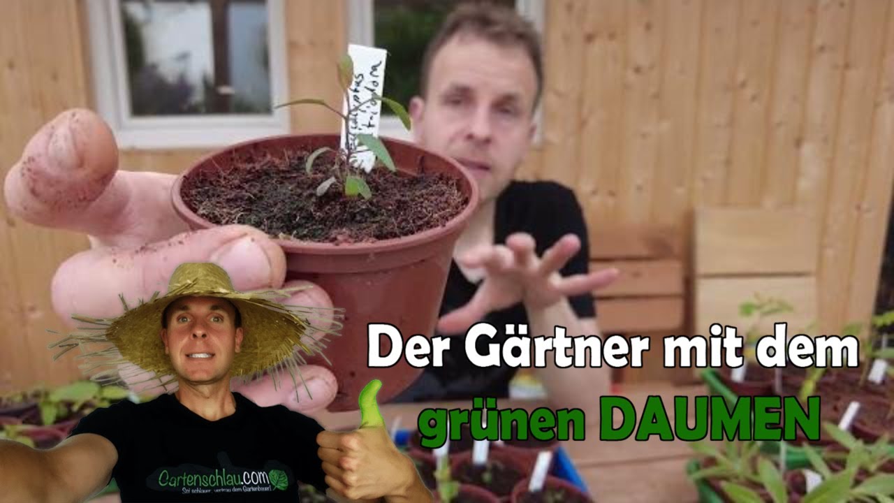 Exoten Im Garten 🍍🌴 | Eukalyptus Update Anfang Mai 2022 | Gartenschlau.com 🌻 // Gartenschlau.com