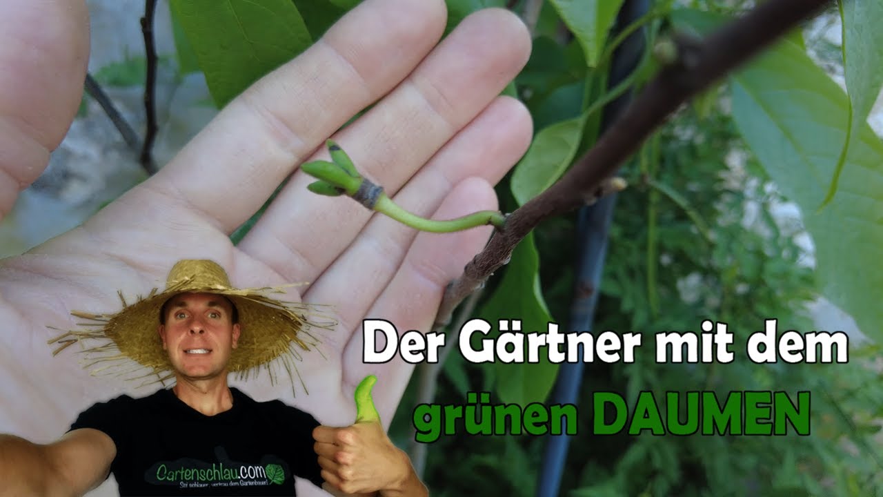 Indianerbanane – drei Fruchtansätze werden dicker bei Paw Paw // Gartenschlau.com