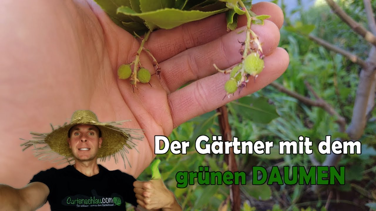 Erste Ernte In Sicht & Gutes Wachstum Beim Erdbeerbaum (arbutus Unedo) // Gartenschlau.com