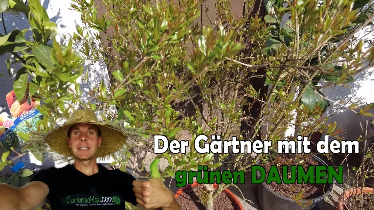 Expertentipps Zur Pflege Ihres Granatapfelbaums Im Mai // Gartenschlau.com