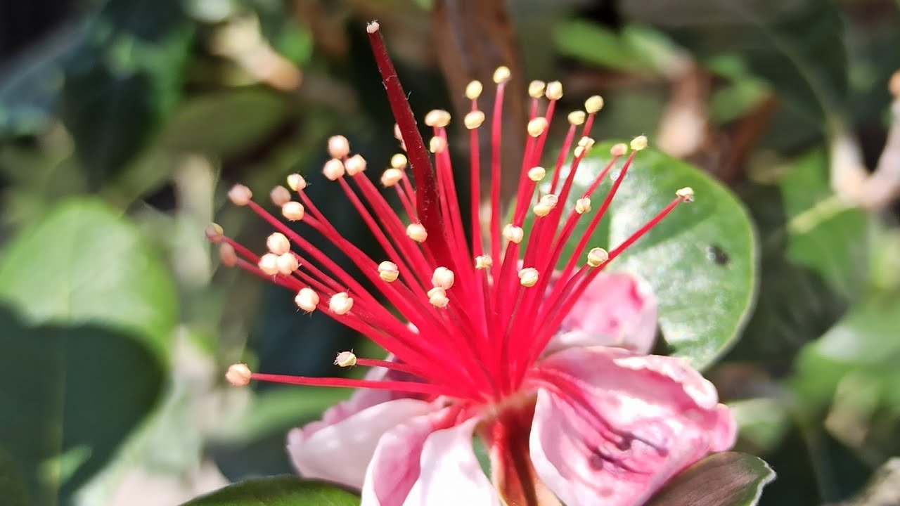 Exoten im Garten: So gelingt dir eine üppige Blütenpracht der Ananas-Guave