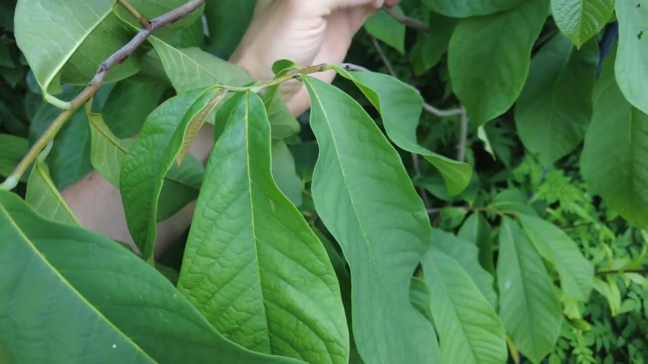 Indianerbanane – keine Fruchtansätze mehr vorhanden, zu trocken? // Gartenschlau.com