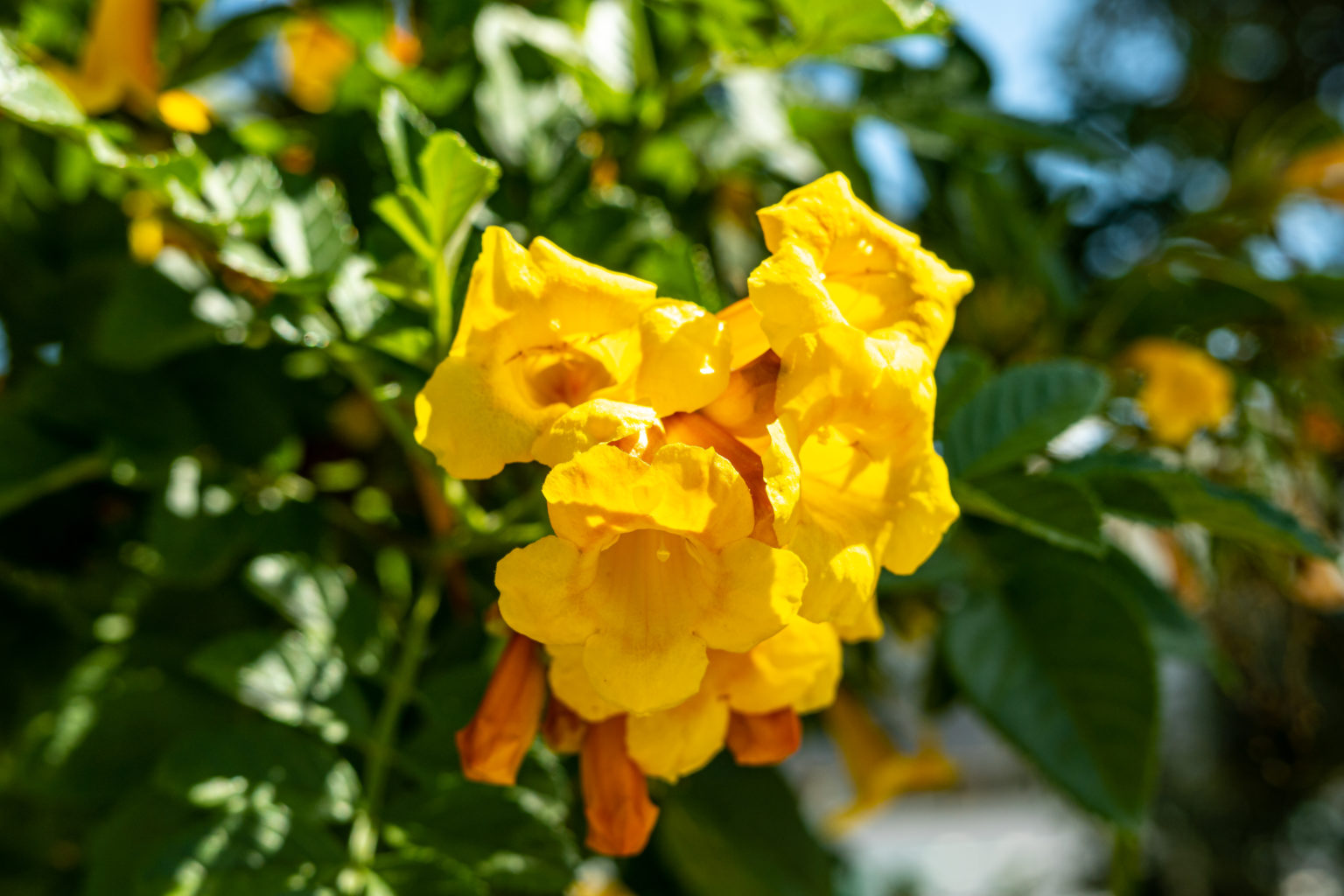 Tecoma fulva guarume: Blüten & Aufzucht aus Samen