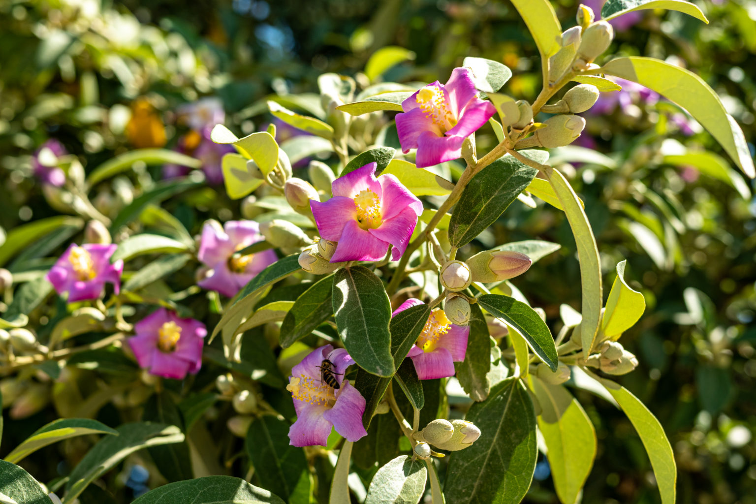 Norfolk-Hibiskus Aussaat & Pflege: Lagunaria patersonii